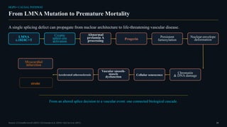HGPS • CAUSAL PATHWAY
From LMNA Mutation to Premature Mortality
A single splicing defect can propagate from nuclear architecture to life-threatening vascular disease.
LMNA
c.1824C>T
Cryptic
splice-site
activation
Abnormal
prelamin A
processing Progerin
Persistent
farnesylation
Nuclear-envelope
deformation
Chromatin
& DNA damage
Cellular senescence
Vascular smooth-
muscle
dysfunction
Accelerated atherosclerosis
Myocardial
infarction
From an altered splice decision to a vascular event: one connected biological cascade.
Sources: [1] GeneReviews® (2025) • [5] Gonzalo et al. (2016) • [6] Cao et al. (2011) 13
stroke
 