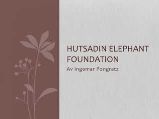 Av	
  Ingemar	
  Pongratz	
  
HUTSADIN	
  ELEPHANT	
  
FOUNDATION	
  
 