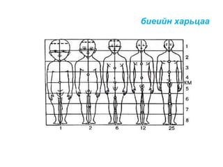 биеийн харьцаа

 