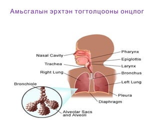 Амьсгалын эрхтэн тогтолцооны онцлог

Проф.С.Сэдэддулам. Сувилахуйн тэнхим.
УБДС

 