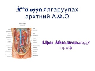 Áººð øýýñ ялгаруулах
эрхтний А .Ф .О

Ì.Îþóí ÀÓ-íû äîêòîð,дэд /
проф

 