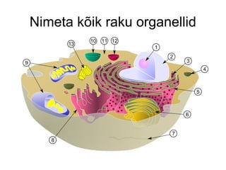 Nimeta kõik raku organellid
 