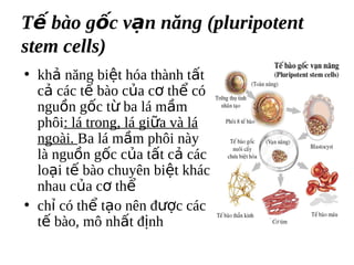 T? bo g?c v?n n?ng (pluripotent
stem cells)
? kh? n?ng bi?t ha thnh t?t
  c? cc t? bo c?a c? th? c
  ngu?n g?c t? ba l m?m
  ph?i: l trong, l gi?a v l
  ngoi. Ba l m?m ph?i ny
  l ngu?n g?c c?a t?t c? cc
  lo?i t? bo chuyn bi?t khc
  nhau c?a c? th?
? ch? c th? t?o nn ???c cc
  t? bo, m? nh?t ??nh
 
