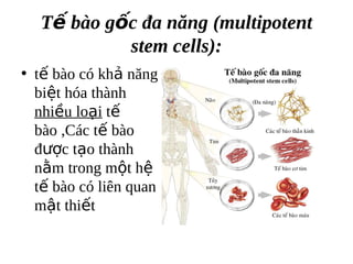 T? bo g?c ?a n?ng (multipotent
            stem cells):
? t? bo c kh? n?ng
  bi?t ha thnh
  nhi?u lo?i t?
  bo ,Cc t? bo
  ???c t?o thnh
  n?m trong m?t h?
  t? bo c lin quan
  m?t thi?t
 