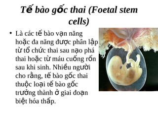 T? bo g?c thai (Foetal stem
             cells)
? L cc t? bo v?n n?ng
  ho?c ?a n?ng ???c ph?n l?p
  t? t? ch?c thai sau n?o ph
  thai ho?c t? mu cu?ng r?n
  sau khi sinh. Nhi?u ng??i
  cho r?ng, t? bo g?c thai
  thu?c lo?i t? bo g?c
  tr??ng thnh ? giai ?o?n
  bi?t ha th?p.
 