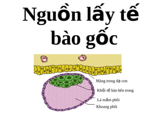 Ngu?n l?y t?
  bo g?c
       Mng trong d? con

       Kh?i t? bo bn trong

       L m?m ph?i
       Khoang ph?i
 