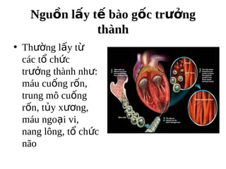 Ngu?n l?y t? bo g?c tr??ng
              thnh
? Th??ng l?y t?
  cc t? ch?c
  tr??ng thnh nh?:
  mu cu?ng r?n,
  trung m? cu?ng
  r?n, t?y x??ng,
  mu ngo?i vi,
  nang l?ng, t? ch?c
  n?o
 