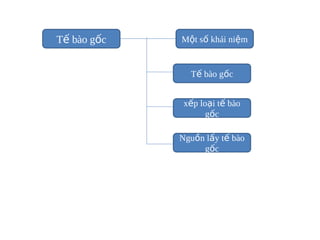 T? bo g?c   M?t s? khi ni?m


               T? bo g?c


              x?p lo?i t? bo
                    g?c

             Ngu?n l?y t? bo
                  g?c
 