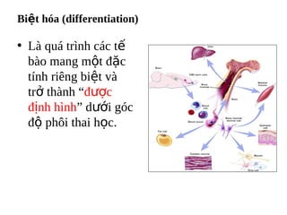 Bi?t ha (differentiation)

? L qu trnh cc t?
  bo mang m?t ??c
  tnh ring bi?t v
  tr? thnh ???c
  ??nh hnh d??i gc
  ?? ph?i thai h?c.
 