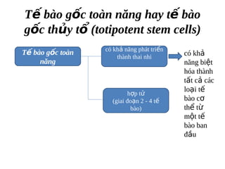 T? bo g?c ton n?ng hay t? bo
g?c th?y t? (totipotent stem cells)
                  c kh? n?ng pht tri?n
T? bo g?c ton                            c kh?
                      thnh thai nhi
     n?ng                                  n?ng bi?t
                                           ha thnh
                                           t?t c? cc
                                           lo?i t?
                          h?p t?
                    (giai ?o?n 2 - 4 t?    bo c?
                           bo)            th? t?
                                           m?t t?
                                           bo ban
                                           ??u
 