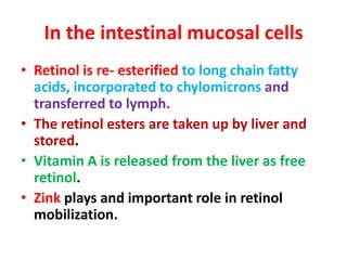 In the intestinal mucosal cells
• Retinol is re- esterified to long chain fatty
acids, incorporated to chylomicrons and
transferred to lymph.
• The retinol esters are taken up by liver and
stored.
• Vitamin A is released from the liver as free
retinol.
• Zink plays and important role in retinol
mobilization.
 