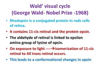 Wald’ visual cycle
(George Wald- Nobel Prize -1968)
• Rhodopsin is a conjugated protein in rods cells
of retina.
• It contains 11-cis retinal and the protein opsin.
• The aldehyde of retinal is linked to epsilon
amino group of lysine of opsin.
• On exposure to light ----isomerization of 11-cis
retinal to All trans retinal occurs.
• This leads to a conformational changes in opsin
 
