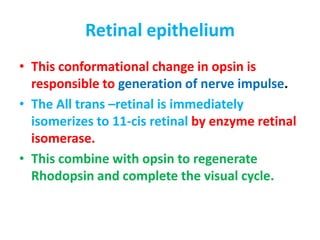 Retinal epithelium
• This conformational change in opsin is
responsible to generation of nerve impulse.
• The All trans –retinal is immediately
isomerizes to 11-cis retinal by enzyme retinal
isomerase.
• This combine with opsin to regenerate
Rhodopsin and complete the visual cycle.
 