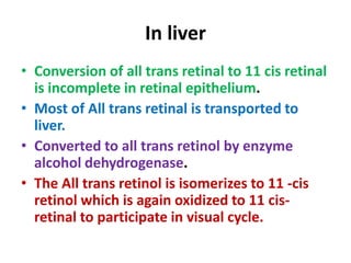 In liver
• Conversion of all trans retinal to 11 cis retinal
is incomplete in retinal epithelium.
• Most of All trans retinal is transported to
liver.
• Converted to all trans retinol by enzyme
alcohol dehydrogenase.
• The All trans retinol is isomerizes to 11 -cis
retinol which is again oxidized to 11 cis-
retinal to participate in visual cycle.
 