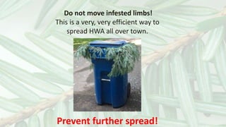 Prevent Spread of HWA | PPT