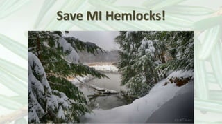 Save MI Hemlocks!
 