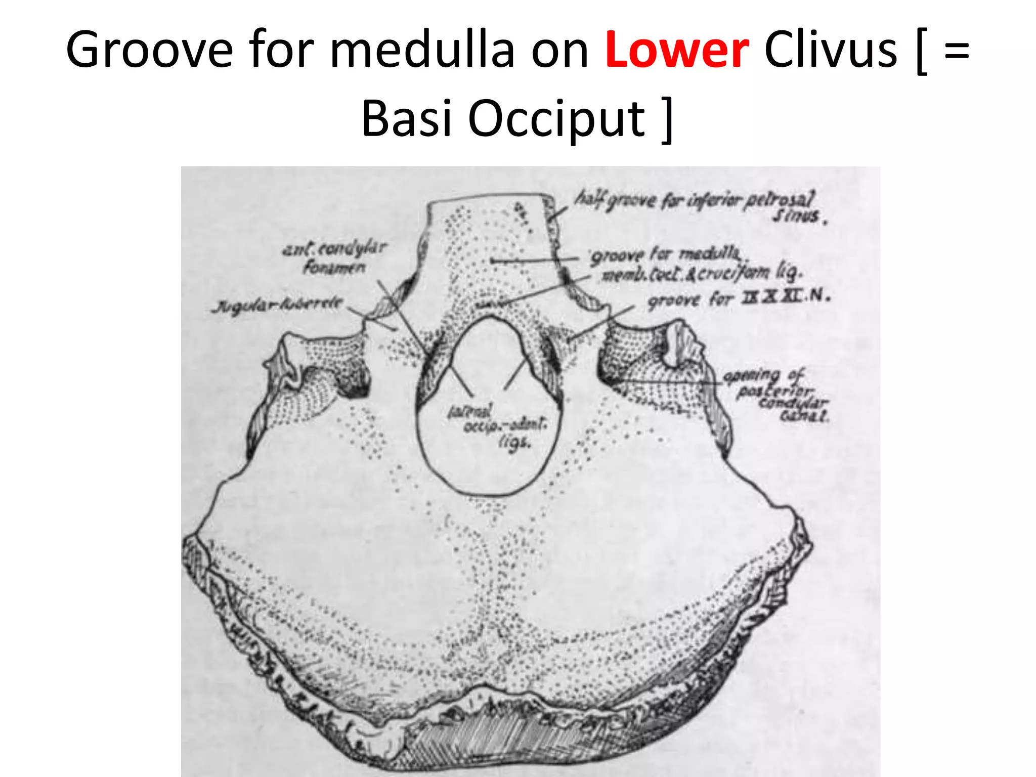 See the relationship between lower boarder of posterior end of vomer &
clivus – vomer lower boarder is at junction of mid & lower clivus – my
understanding
 