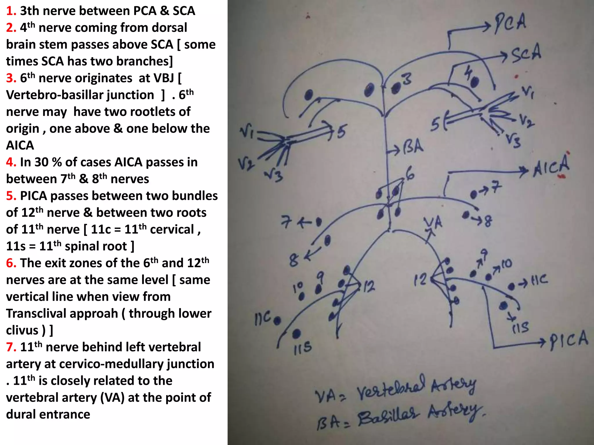 Lower clivus + petrous bone [ base ]
Petrous
bone
devided
into three
1/3rds
 