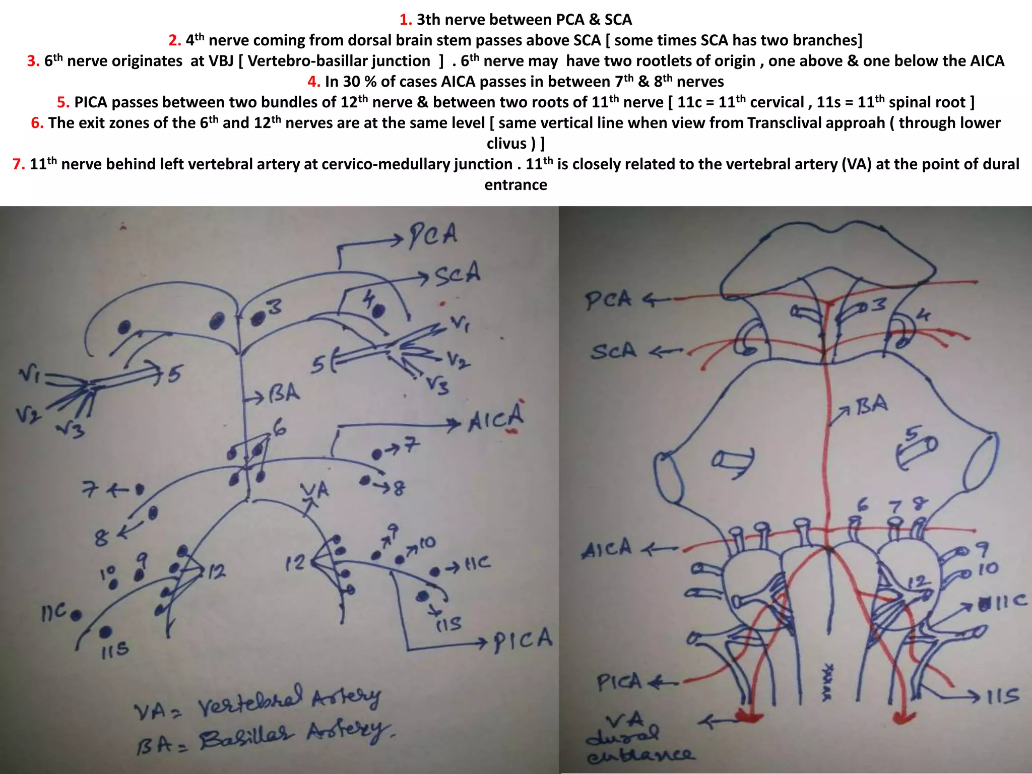 Lateral skull base view – observe the
petrous apex
 