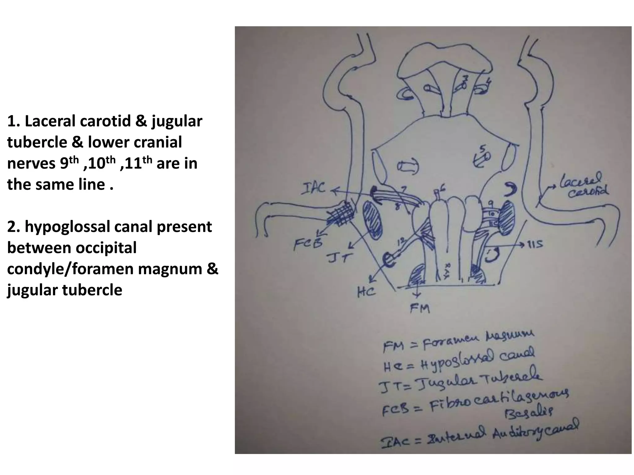 Lower clivus + petrous apex in anterior skull base
1. observe the petrous apex in both views
2. hypoglossal canal medial to parapharyngeal carotid & jugular fossa
 