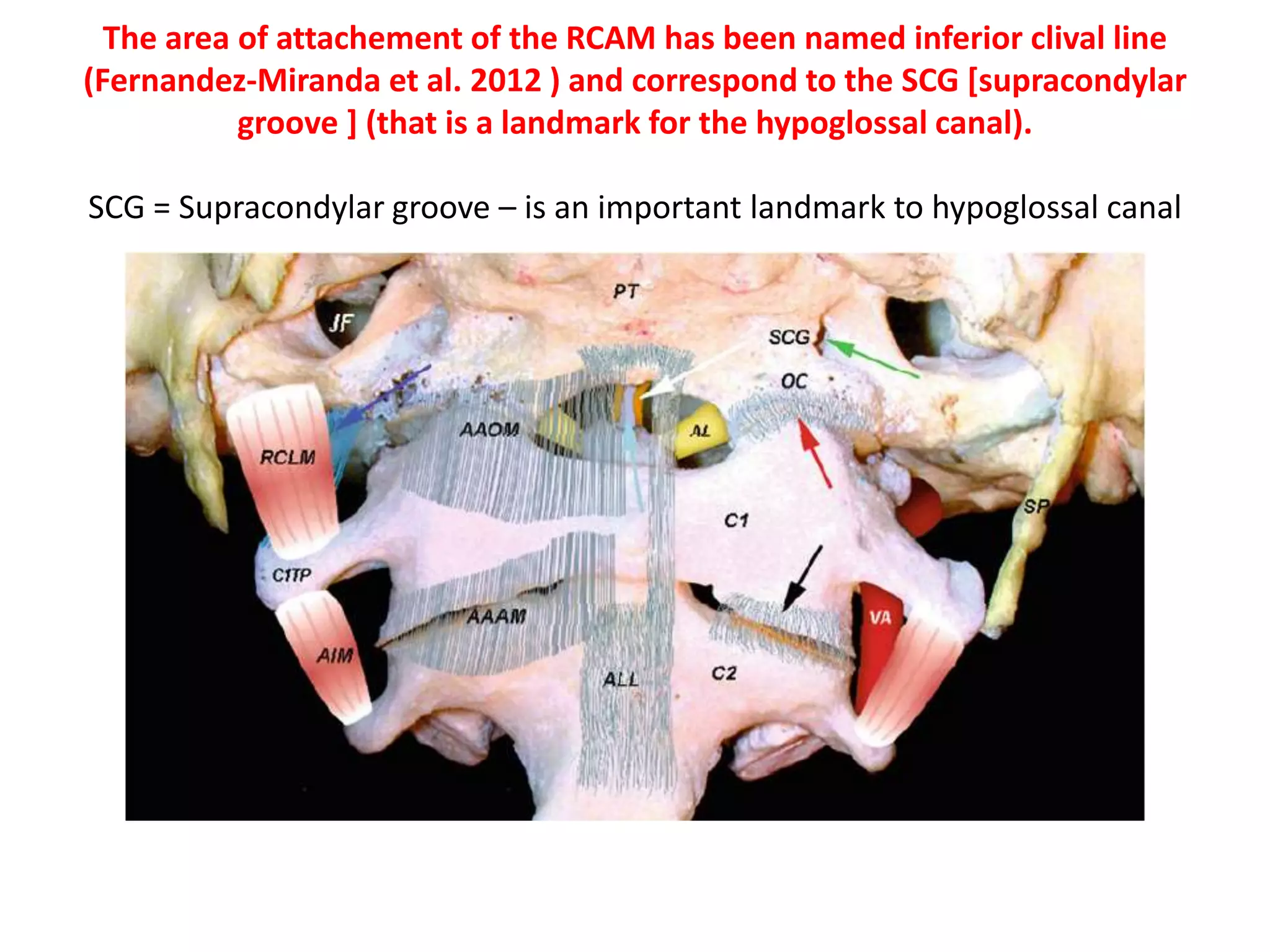 1. 3th nerve between PCA & SCA
2. 4th nerve coming from dorsal brain stem passes above SCA [ some times SCA has two branches]
3. 6th nerve originates at VBJ [ Vertebro-basillar junction ] . 6th nerve may have two rootlets of origin , one above & one below the AICA
4. In 30 % of cases AICA passes in between 7th & 8th nerves
5. PICA passes between two bundles of 12th nerve & between two roots of 11th nerve [ 11c = 11th cervical , 11s = 11th spinal root ]
6. The exit zones of the 6th and 12th nerves are at the same level [ same vertical line when view from Transclival approah ( through lower
clivus ) ]
7. 11th nerve behind left vertebral artery at cervico-medullary junction . 11th is closely related to the vertebral artery (VA) at the point of dural
entrance
 