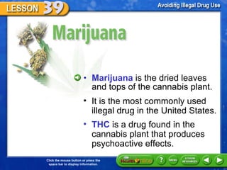Marijuana Marijuana  is the dried leaves and tops of the cannabis plant. It is the most commonly used illegal drug in the United States.  THC  is a drug found in the cannabis plant that produces psychoactive effects.  
