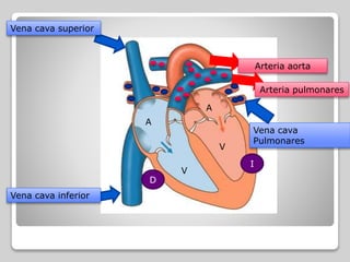 A
A
V
V
D
I
Vena cava superior
Vena cava inferior
Arteria aorta
Arteria pulmonares
Vena cava
Pulmonares
 
