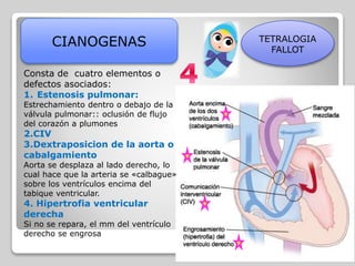 CIANOGENAS TETRALOGIA
FALLOT
Consta de cuatro elementos o
defectos asociados:
1. Estenosis pulmonar:
Estrechamiento dentro o debajo de la
válvula pulmonar:: oclusión de flujo
del corazón a plumones
2.CIV
3.Dextraposicion de la aorta o
cabalgamiento
Aorta se desplaza al lado derecho, lo
cual hace que la arteria se «calbague»
sobre los ventrículos encima del
tabique ventricular.
4. Hipertrofia ventricular
derecha
Si no se repara, el mm del ventrículo
derecho se engrosa
 