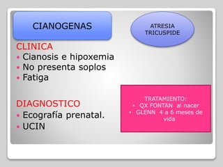 CLINICA
 Cianosis e hipoxemia
 No presenta soplos
 Fatiga
CIANOGENAS ATRESIA
TRICUSPIDE
TRATAMIENTO:
• QX FONTAN al nacer
• GLENN 4 a 6 meses de
vida
DIAGNOSTICO
 Ecografía prenatal.
 UCIN
 
