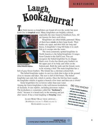 K I N G F I S H E R S
9
The birds known as kingfishers are found all over the world, but most
kinds live in tropical areas. Many kingfishers are brightly colored,
especially the ones found in Southeast Asia. All
are famous for their swift dives.
Kingfishers are often boldly patterned. Many
of them have crests on their large heads. Their
bodies are squat, and their bills are long and
heavy. A kingfisher’s long bill helps it to catch
fish as it swoops into the water.
The most commonly spotted kingfisher in
North America is the belted kingfisher. It ranges
from Canada to the Gulf Coast. You can
recognize the belted kingfisher by its shaggy
black crest. It also has bluish gray feathers on
the upper part of its body and white on the
bottom part. Both the male and the female seem
to be wearing a belt! The male kingfisher has a
belt of gray breast feathers. The female has a chestnut-colored belt.
The belted kingfisher makes its nest in a hole that it digs in the ground
close to streams and lakes. The nest is full of fish bones. The belted
kingfisher eats only fish, which it catches. Once the fish has been caught,
the kingfisher whacks it against a branch a few times and then eats it whole!
Some kingfishers live in forests rather than near water.
Among the forest kingfishers is the well-known kookaburra
of Australia. It eats reptiles, including poisonous snakes.
The kookaburra is sometimes called the “bushman’s
clock,” because it is heard early in the morning and just
after sunset. It has a loud laughing or braying voice.
LEARN MORE! READ THESE ARTICLES…
AUSTRALIA (VOLUME 7) • FISH (VOLUME 11)
KANGAROOS (VOLUME 12)
Answer:ThemostcommonlyseenkingfisherinNorthAmericais
thebeltedkingfisher.
★
Laugh,
Kookaburra!
(Top) Sacred kingfisher;
(bottom) Malachite kingfisher.
©LenRobinson—FrankLanePicture
Agency/Corbis
©LanzVonHorsten—Gallo
Images/Corbis
DID YOU KNOW?A pair of belted kingfisherswill take turns digging atunnel into a riverbank tocreate their nest. They digwith their bills and use theirfeet to kick the loose dirtfrom the tunnel’s mouth.
 