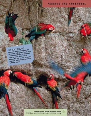 P A R R O T S A N D C O C K A T O O S
Answer:Parrotsandcockatooshaveunusualfeet,withtwotoes
pointingforwardandtwotoespointingbackward.
★
DID YOU KNOW?
Like many rainforest animals, wild
parrots are endangered. This is partly
because their homes are destroyed
when the forest is cut down or
burned. But they are also threatened
by people who hunt them in order to
sell them as pets.
 