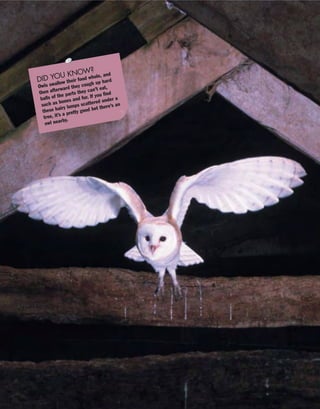 DID YOU KNOW?
Owls swallow their food whole, and
then afterward they cough up hard
balls of the parts they can’t eat,
such as bones and fur. If you find
these hairy lumps scattered under a
tree, it’s a pretty good bet there’s an
owl nearby.
 