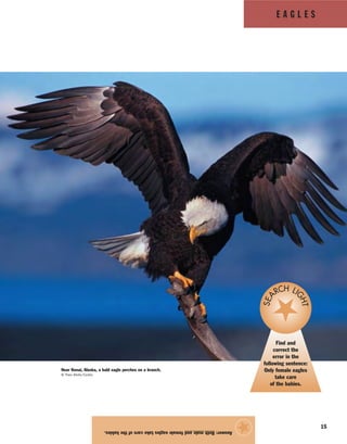 E A G L E S
15
Answer:Bothmaleandfemaleeaglestakecareofthebabies.
★
Near Kenai, Alaska, a bald eagle perches on a branch.
© Theo Allofs/Corbis
Find and
correct the
error in the
following sentence:
Only female eagles
take care
of the babies.
SEA
RCH LIGHT
 