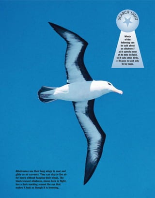 Albatrosses use their long wings to soar and
glide on air currents. They can stay in the air
for hours without flapping their wings. The
black-browed albatross, shown here in flight,
has a dark marking around the eye that
makes it look as though it is frowning.
Which
of the
following can
be said about
an albatross?
a) It spends most
of its time on land.
b) It eats other birds.
c) It goes to land only
to lay eggs.
SEA
RCH LI
GHT
 