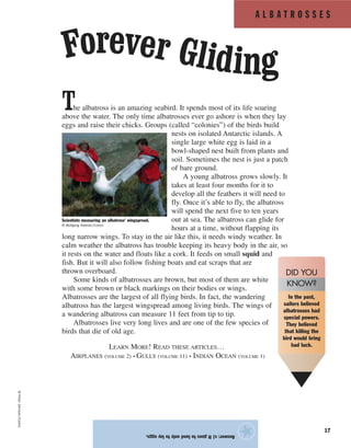 A L B A T R O S S E S
17
The albatross is an amazing seabird. It spends most of its life soaring
above the water. The only time albatrosses ever go ashore is when they lay
eggs and raise their chicks. Groups (called “colonies”) of the birds build
nests on isolated Antarctic islands. A
single large white egg is laid in a
bowl-shaped nest built from plants and
soil. Sometimes the nest is just a patch
of bare ground.
A young albatross grows slowly. It
takes at least four months for it to
develop all the feathers it will need to
fly. Once it’s able to fly, the albatross
will spend the next five to ten years
out at sea. The albatross can glide for
hours at a time, without flapping its
long narrow wings. To stay in the air like this, it needs windy weather. In
calm weather the albatross has trouble keeping its heavy body in the air, so
it rests on the water and floats like a cork. It feeds on small squid and
fish. But it will also follow fishing boats and eat scraps that are
thrown overboard.
Some kinds of albatrosses are brown, but most of them are white
with some brown or black markings on their bodies or wings.
Albatrosses are the largest of all flying birds. In fact, the wandering
albatross has the largest wingspread among living birds. The wings of
a wandering albatross can measure 11 feet from tip to tip.
Albatrosses live very long lives and are one of the few species of
birds that die of old age.
LEARN MORE! READ THESE ARTICLES…
AIRPLANES (VOLUME 2) • GULLS (VOLUME 11) • INDIAN OCEAN (VOLUME 1)
Answer:c)Itgoestolandonlytolayeggs.
★
©PeterJohnson/Corbis
Forever Gliding
In the past,
sailors believed
albatrosses had
special powers.
They believed
that killing the
bird would bring
bad luck.
DID YOU
KNOW?
Scientists measuring an albatross’ wingspread.
© Wolfgang Kaehler/Corbis
 