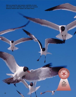 18
Gulls are among the most common waterbirds of ocean
and coastal zones worldwide. Some gulls travel enormous
distances between their summer and winter homes.
How
are gulls
helpful to
humans?
SEA
RCH LI
GHT
 