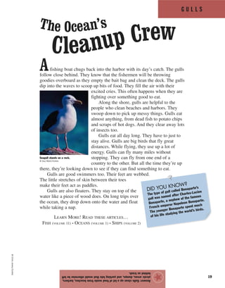 G U L L S
19
Afishing boat chugs back into the harbor with its day’s catch. The gulls
follow close behind. They know that the fishermen will be throwing
goodies overboard as they empty the bait bag and clean the deck. The gulls
dip into the waves to scoop up bits of food. They fill the air with their
excited cries. This often happens when they are
fighting over something good to eat.
Along the shore, gulls are helpful to the
people who clean beaches and harbors. They
swoop down to pick up messy things. Gulls eat
almost anything, from dead fish to potato chips
and scraps of hot dogs. And they clear away lots
of insects too.
Gulls eat all day long. They have to just to
stay alive. Gulls are big birds that fly great
distances. While flying, they use up a lot of
energy. Gulls can fly many miles without
stopping. They can fly from one end of a
country to the other. But all the time they’re up
there, they’re looking down to see if they can find something to eat.
Gulls are good swimmers too. Their feet are webbed.
The little stretches of skin between their toes
make their feet act as paddles.
Gulls are also floaters. They stay on top of the
water like a piece of wood does. On long trips over
the ocean, they drop down onto the water and float
while taking a nap.
LEARN MORE! READ THESE ARTICLES…
FISH (VOLUME 11) • OCEANS (VOLUME 1) • SHIPS (VOLUME 2)
Answer:Gullscleanupalotoffoodwastefrombeaches,harbors,
picnicareas,dumps,andparkinglotsthatwouldotherwisebeleft
behindastrash.
★
©ChrisJones/Corbis
Seagull stands on a rock.
© Guy Motil/Corbis
DID YOU KNOW?
The type of gull called Bonaparte’s
gull was named after Charles-Lucien
Bonaparte, a nephew of the famous
French emperor Napoleon Bonaparte.
The younger Bonaparte spent much
of his life studying the world’s birds.
The Ocean’s
Cleanup Crew
 