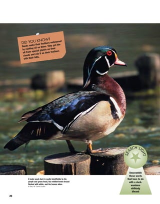 20
DID YOU KNOW?
Ducks make their feathers waterproof
by rubbing oil on them. They get the
oil from special glands on their
chests and rub it on their feathers
with their bills.
Unscramble
these words
that have to do
with a duck.
wsmimre
nblbiadg
dlwaed
SEA
RCH LI
GHT
A male wood duck is easily identifiable by his
purple and green head, his reddish-brown breast
flecked with white, and his bronze sides.
© Gary W. Carter/Corbis
 