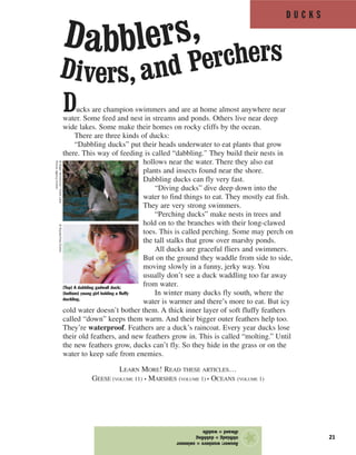 D U C K S
21
Ducks are champion swimmers and are at home almost anywhere near
water. Some feed and nest in streams and ponds. Others live near deep
wide lakes. Some make their homes on rocky cliffs by the ocean.
There are three kinds of ducks:
“Dabbling ducks” put their heads underwater to eat plants that grow
there. This way of feeding is called “dabbling.” They build their nests in
hollows near the water. There they also eat
plants and insects found near the shore.
Dabbling ducks can fly very fast.
“Diving ducks” dive deep down into the
water to find things to eat. They mostly eat fish.
They are very strong swimmers.
“Perching ducks” make nests in trees and
hold on to the branches with their long-clawed
toes. This is called perching. Some may perch on
the tall stalks that grow over marshy ponds.
All ducks are graceful fliers and swimmers.
But on the ground they waddle from side to side,
moving slowly in a funny, jerky way. You
usually don’t see a duck waddling too far away
from water.
In winter many ducks fly south, where the
water is warmer and there’s more to eat. But icy
cold water doesn’t bother them. A thick inner layer of soft fluffy feathers
called “down” keeps them warm. And their bigger outer feathers help too.
They’re waterproof. Feathers are a duck’s raincoat. Every year ducks lose
their old feathers, and new feathers grow in. This is called “molting.” Until
the new feathers grow, ducks can’t fly. So they hide in the grass or on the
water to keep safe from enemies.
LEARN MORE! READ THESE ARTICLES…
GEESE (VOLUME 11) • MARSHES (VOLUME 1) • OCEANS (VOLUME 1)
Answer:wsmimre=swimmer
nblbiadg=dabbling
dlwaed=waddle
★
(Top) A dabbling gadwall duck;
(bottom) young girl holding a fluffy
duckling.
©RogerWilmshurst—FrankLane
PictureAgency/Corbis
©Royalty-Free/Corbis
Dabblers,
Divers, and Perchers
 