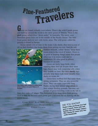 22
Geese are found virtually everywhere. There’s the wild Canada goose,
and halfway around the world is the snow goose of Siberia. There is the
pied goose, which lives “down under” in Australia. The rarely seen
Hawaiian goose lives out in the middle of the Pacific Ocean. The little
brant goose nests in very cold Arctic areas. The wild goose called the
greylag is found in Europe.
Geese spend a lot of time in the water. Like ducks, they have a coat of
oil on their feathers that keeps them from getting too wet. And the soft
feathers beneath, called “down,” keep them
warm even in the iciest of waters. Down is
so good at keeping things warm that people
often use it in winter coats and in
comforters. It’s also good in pillows
because it’s so soft.
Geese are fairly large birds, often
standing three feet tall despite their short
legs. Geese may look somewhat silly when
they waddle on land. But their sturdy legs
actually help them walk more steadily than
ducks or swans do.
Geese have webbed feet that make them
strong swimmers. They are also powerful
fliers. They can make especially long
flights during their annual migrations to
their winter feeding grounds. You may see
groups of geese traveling south in the fall in
lines that make a V shape. This formation helps keep them from getting
tired as they fly because each goose gets a lift from the air flowing off the
goose ahead.
LEARN MORE! READ THESE ARTICLES…
CANADA (VOLUME 9) • DUCKS (VOLUME 11)
EUROPE (VOLUME 6)
(Top) Mother goose nuzzling her gosling (young
goose); (bottom) snow geese flying in a V
formation.
©JulieHabel/Corbis©D.Robert&LorriFranz/Corbis
DID YOU KNOW?
People in Asia and Europe have kept
geese as guards. Geese make loud
honking cries when danger appears.
After chasing the enemy away, they
cackle triumphantly.
Fine-Feathered
Travelers
 