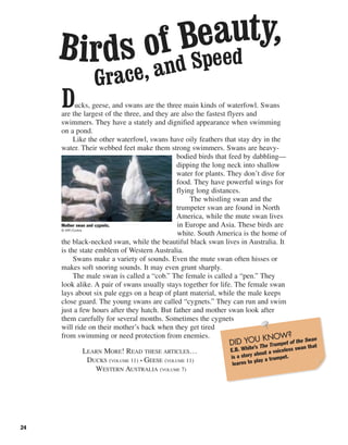 Ducks, geese, and swans are the three main kinds of waterfowl. Swans
are the largest of the three, and they are also the fastest flyers and
swimmers. They have a stately and dignified appearance when swimming
on a pond.
Like the other waterfowl, swans have oily feathers that stay dry in the
water. Their webbed feet make them strong swimmers. Swans are heavy-
bodied birds that feed by dabbling—
dipping the long neck into shallow
water for plants. They don’t dive for
food. They have powerful wings for
flying long distances.
The whistling swan and the
trumpeter swan are found in North
America, while the mute swan lives
in Europe and Asia. These birds are
white. South America is the home of
the black-necked swan, while the beautiful black swan lives in Australia. It
is the state emblem of Western Australia.
Swans make a variety of sounds. Even the mute swan often hisses or
makes soft snoring sounds. It may even grunt sharply.
The male swan is called a “cob.” The female is called a “pen.” They
look alike. A pair of swans usually stays together for life. The female swan
lays about six pale eggs on a heap of plant material, while the male keeps
close guard. The young swans are called “cygnets.” They can run and swim
just a few hours after they hatch. But father and mother swan look after
them carefully for several months. Sometimes the cygnets
will ride on their mother’s back when they get tired
from swimming or need protection from enemies.
LEARN MORE! READ THESE ARTICLES…
DUCKS (VOLUME 11) • GEESE (VOLUME 11)
WESTERN AUSTRALIA (VOLUME 7)
24
Mother swan and cygnets.
© AFP/Corbis
DID YOU KNOW?
E.B. White’s The Trumpet of the Swan
is a story about a voiceless swan that
learns to play a trumpet.
Birds of Beauty,
Grace, and Speed
 