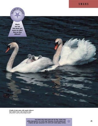 S W A N S
25
Answer:Bothducksandswansarewaterbirdswithoilyfeathers
andwebbedfeetforswimming.Butswansareconsiderablybigger
thanducks.Theyflyandswimfasterthanduckstoo.
★
A family of mute swans, with cygnets riding on
their mother’s back, swim along the water.
© Philip Perry—Frank Lane Picture Agency/Corbis
What’s
one way
that ducks and
swans are alike?
How are they
different?
SEA
RCH LI
GHT
 