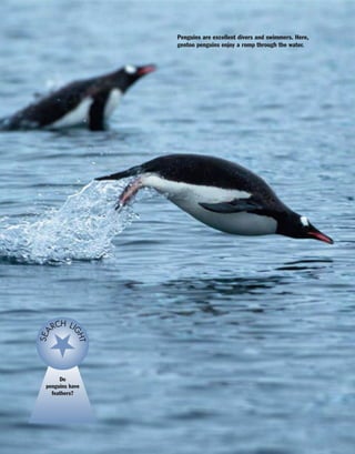 Penguins are excellent divers and swimmers. Here,
gentoo penguins enjoy a romp through the water.
Do
penguins have
feathers?
SEA
RCH LI
GHT
 