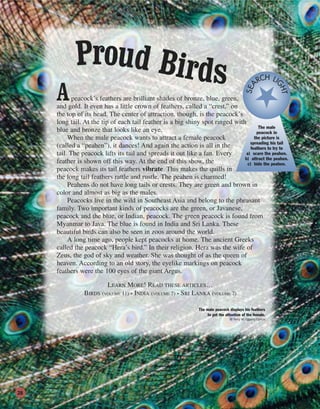 Apeacock’s feathers are brilliant shades of bronze, blue, green,
and gold. It even has a little crown of feathers, called a “crest,” on
the top of its head. The center of attraction, though, is the peacock’s
long tail. At the tip of each tail feather is a big shiny spot ringed with
blue and bronze that looks like an eye.
When the male peacock wants to attract a female peacock
(called a “peahen”), it dances! And again the action is all in the
tail. The peacock lifts its tail and spreads it out like a fan. Every
feather is shown off this way. At the end of this show, the
peacock makes its tail feathers vibrate. This makes the quills in
the long tail feathers rattle and rustle. The peahen is charmed!
Peahens do not have long tails or crests. They are green and brown in
color and almost as big as the males.
Peacocks live in the wild in Southeast Asia and belong to the pheasant
family. Two important kinds of peacocks are the green, or Javanese,
peacock and the blue, or Indian, peacock. The green peacock is found from
Myanmar to Java. The blue is found in India and Sri Lanka. These
beautiful birds can also be seen in zoos around the world.
A long time ago, people kept peacocks at home. The ancient Greeks
called the peacock “Hera’s bird.” In their religion, Hera was the wife of
Zeus, the god of sky and weather. She was thought of as the queen of
heaven. According to an old story, the eyelike markings on peacock
feathers were the 100 eyes of the giant Argus.
LEARN MORE! READ THESE ARTICLES…
BIRDS (VOLUME 11) • INDIA (VOLUME 7) • SRI LANKA (VOLUME 7)
The male
peacock in
the picture is
spreading his tail
feathers to try to
a) scare the peahen.
b) attract the peahen.
c) hide the peahen.
SEA
RCH LI
GHT
Proud Birds
The male peacock displays his feathers
to get the attention of the female.
© Terry W. Eggers/Corbis
28
 