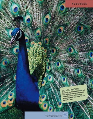P E A C O C K S
Answer:b)attractthepeahen.
★
DID YOU KNOW?
Peacocks may be beautiful birds, but
they definitely don’t have beautiful
voices. Peacocks make a harsh
screeching when they “sing,” if you
can call it that.
 