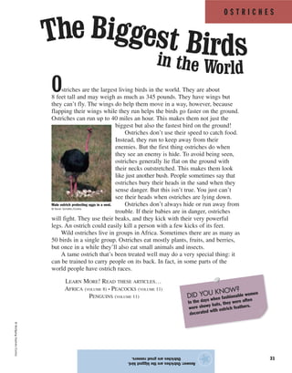 O S T R I C H E S
31
Ostriches are the largest living birds in the world. They are about
8 feet tall and may weigh as much as 345 pounds. They have wings but
they can’t fly. The wings do help them move in a way, however, because
flapping their wings while they run helps the birds go faster on the ground.
Ostriches can run up to 40 miles an hour. This makes them not just the
biggest but also the fastest bird on the ground!
Ostriches don’t use their speed to catch food.
Instead, they run to keep away from their
enemies. But the first thing ostriches do when
they see an enemy is hide. To avoid being seen,
ostriches generally lie flat on the ground with
their necks outstretched. This makes them look
like just another bush. People sometimes say that
ostriches bury their heads in the sand when they
sense danger. But this isn’t true. You just can’t
see their heads when ostriches are lying down.
Ostriches don’t always hide or run away from
trouble. If their babies are in danger, ostriches
will fight. They use their beaks, and they kick with their very powerful
legs. An ostrich could easily kill a person with a few kicks of its feet.
Wild ostriches live in groups in Africa. Sometimes there are as many as
50 birds in a single group. Ostriches eat mostly plants, fruits, and berries,
but once in a while they’ll also eat small animals and insects.
A tame ostrich that’s been treated well may do a very special thing: it
can be trained to carry people on its back. In fact, in some parts of the
world people have ostrich races.
LEARN MORE! READ THESE ARTICLES…
AFRICA (VOLUME 8) • PEACOCKS (VOLUME 11)
PENGUINS (VOLUME 11)
Answer:Ostrichesarethebiggestbird.
Ostrichesaregreatrunners.
★
in the World
The Biggest Birds
Male ostrich protecting eggs in a nest.
© Kevin Schafer/Corbis
DID YOU KNOW?
In the days when fashionable women
wore showy hats, they were often
decorated with ostrich feathers.
©WolfgangKaehler/Corbis
 