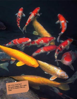 DID YOU KNOW?
The common goldfish, often a child’s
first pet, is a member of the carp
family.
 