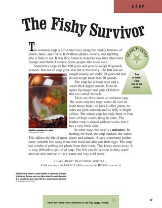 C A R P
37
The common carp is a fish that lives along the muddy bottoms of
ponds, lakes, and rivers. It swallows plants, insects, and anything
else it finds to eat. It was first found in Asia but was later taken into
Europe and North America. Some people like to eat carp.
Sometimes carp can live 100 years and grow to weigh 80 pounds
or more. But not all carp grow that old or that heavy. The fish that are
caught usually are under 10 years old and
do not weigh more than 10 pounds.
The carp has a blunt nose and a
small thick-lipped mouth. From its
upper lip dangle two pairs of feelers
that are called “barbels.”
There are three kinds of common carp.
The scale carp has large scales all over its
wide heavy body. Its back is olive green, its
sides are gold-colored, and its belly is bright
yellow. The mirror carp has only three or four
rows of huge scales along its sides. The
leather carp is almost without scales, but it
has a very thick skin.
In some ways the carp is a nuisance. In
hunting for food, the carp muddies the water.
This affects the life of many plants and animals. A carp sometimes pushes
more valuable fish away from their food and also eats their eggs. The carp
has a habit of pulling out plants from their roots. This keeps ducks away. It
is very difficult to get rid of carp. The fish can thrive even in dirty water
and can also survive in very warm and very cold water.
LEARN MORE! READ THESE ARTICLES…
FISH (VOLUME 11) • GREAT LAKES (VOLUME 9) • RIVERS (VOLUME 1)
Answer:FALSE.Theyliveinfreshwaterrivers,lakes,andponds.
★
Goldfish swimming in a bowl.
© Doug Wilson/Corbis
True
or false?
Carp
live in the
ocean.
SEA
RCH LI
GHT
Colorful carp swim in a pond outside a restaurant in Japan.
In Asia and Europe carp are often raised in ponds because
it is possible to grow many fish in a small amount of water.
© Wolfgang Kaehler/Corbis
The Fishy Survivor
 
