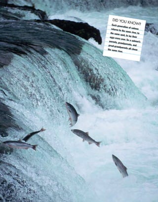 DID YOU KNOW?Each generation of salmonreturns to the same river, tothe same spot, to lay theireggs every year. So a salmon’sparents, grandparents, andgreat-grandparents all chosethe same river.
 