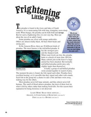 40
The piranha is found in the rivers and lakes of South
America. It is a meat-eating fish with long, triangular, razor-sharp
teeth. When hungry, the piranha can be both bold and savage.
But for such a frightening fish, it is not very big. Most are
about the size of an adult’s hand.
Some piranhas are silver with orange undersides.
Others are almost totally black. All have blunt heads and
strong jaws.
In the Amazon River, there are 20 different kinds of
piranhas. The most famous is the red-bellied piranha. It
has the strongest jaws
and the sharpest teeth.
When water levels are low, this piranha
hunts in schools of more than 100 fish.
Many schools join in the feast if a large
animal has been attacked. But normally
red-bellied piranhas prefer prey only
slightly larger than themselves.
Usually a group of red-bellied piranhas
swim around together in search of prey.
The moment the prey is found, the fish signal each other. Piranhas have
excellent hearing, so it’s possible that they signal each other with sounds.
Each fish in the group has a chance to take a bite and then swim away,
making way for the others.
Most piranhas never kill large animals, and they almost never kill
humans. The smell of blood attracts piranhas, but most of them feed on
what is left by others rather than making fresh kills. For this reason their
reputation for being ferocious is not deserved.
LEARN MORE! READ THESE ARTICLES…
AMAZON: A CLOSE LOOK AT RIVER LIFE (VOLUME 9)
FISH (VOLUME 11) • RIVERS (VOLUME 1)
Why do you
suppose that when
water levels get
low, piranhas hunt
in larger schools than
they would otherwise?
(Hint: How much of
your body can you fit
underwater in the tub
once you start letting
the water out?)
SEA
RCH LI
GHT
Red-bellied piranha.
© Kevin Schafer/Corbis
Groups of piranhas hide out and
chase and attack fish that swim by.
© John Madere/Corbis
Little Fish
Frightening
 